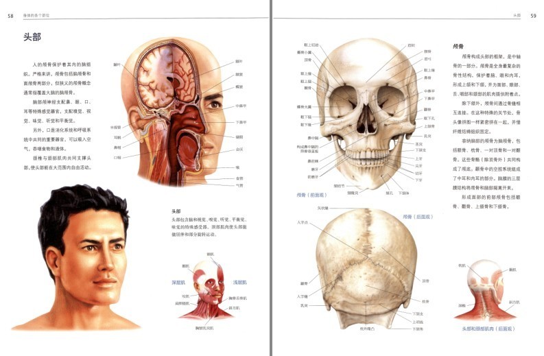 《人体解剖学》结构和功能图谱 科普   [pdf][[pdf]