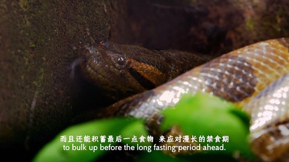 蟒蛇：沉默杀手.Anaconda.Silent.Killer.2014.国配中英双字.2160P.4K  [1.5G]