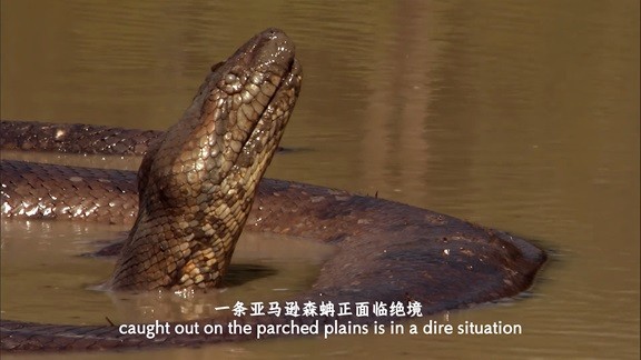 蟒蛇：沉默杀手.Anaconda.Silent.Killer.2014.国配中英双字.2160P.4K  [1.5G]