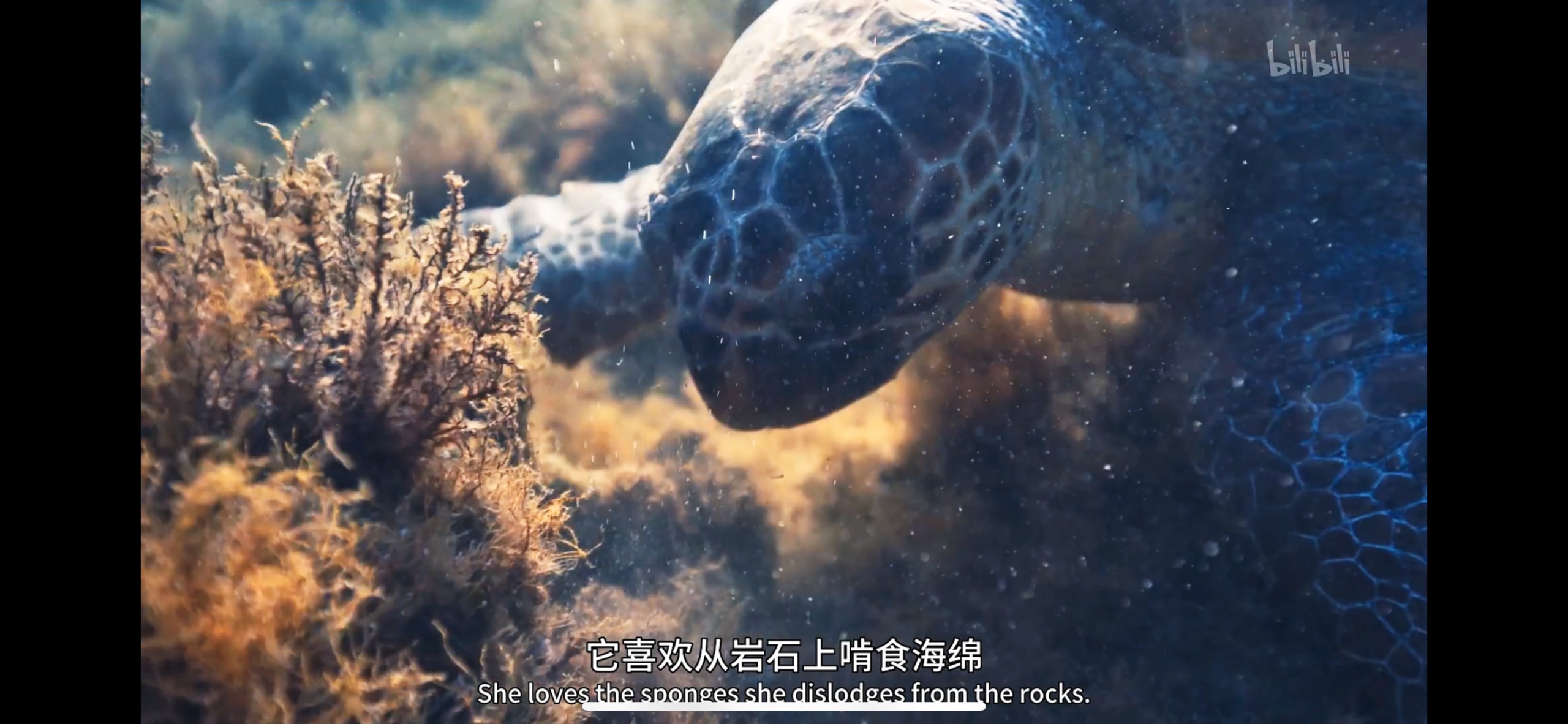 地中海.(2022).1080P.内嵌中文字幕【9.38G】