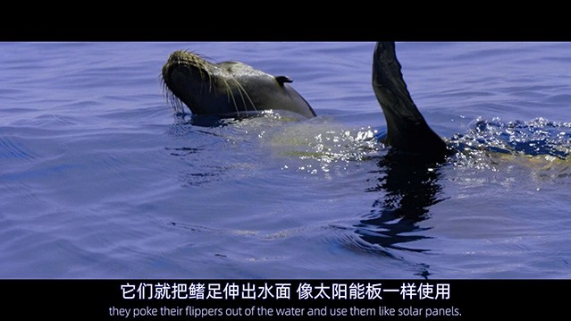  [纪录片] 海狮利奥环岛记.2025.英语中英双字.HD1080P [5.97G]