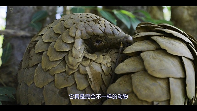  [纪录片] 穿山甲Kulu的旅程.2025.英语中字.HD1080P [4.07G]