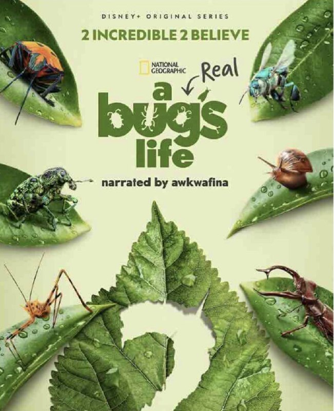 虫虫历险记 第二季 A Real Bug's Life Season 2